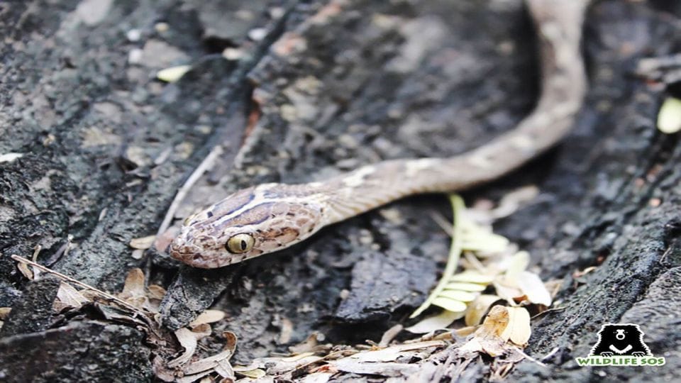 Wildlife SOS team rescued snakes hidden in shoes and air conditioner in Agra