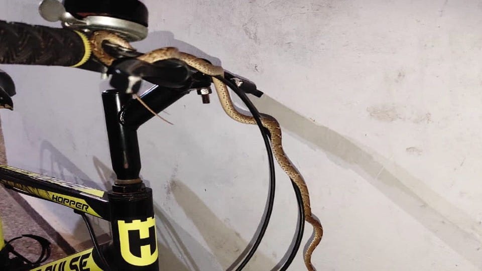 Wildlife SOS team rescued snakes hidden in shoes and air conditioner in Agra