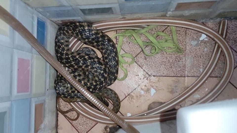 snake live in winter season interesting story