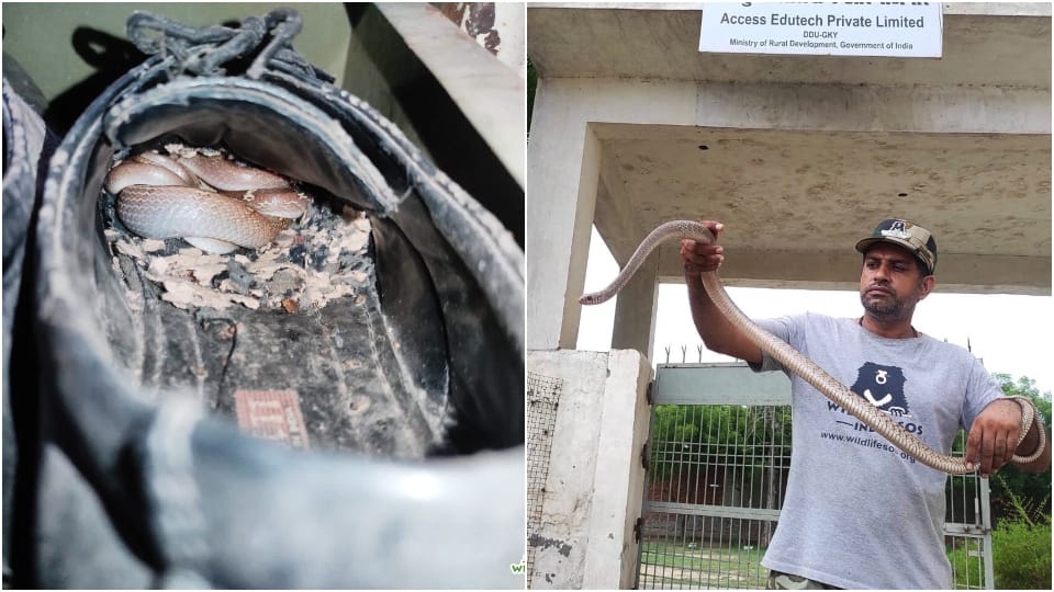 Wildlife SOS team rescued snakes hidden in shoes and air conditioner in Agra