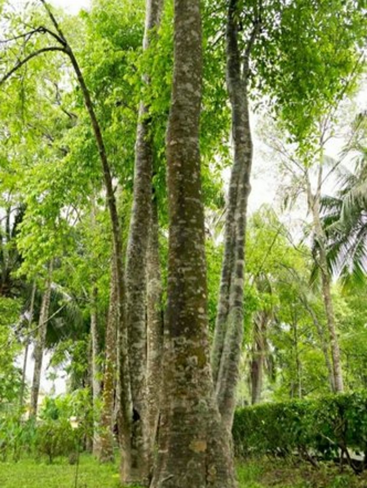 Tripura state tree Agarwood will spread its fragrance in Uttarakhand as well