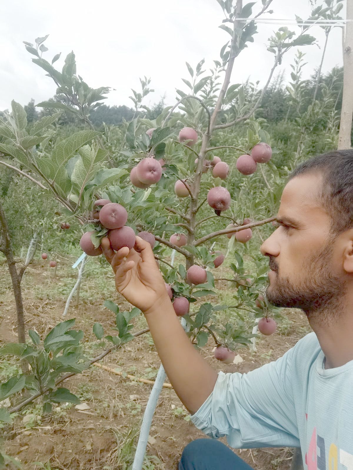 Rajesh of Churah is changing his fortune by growing apples