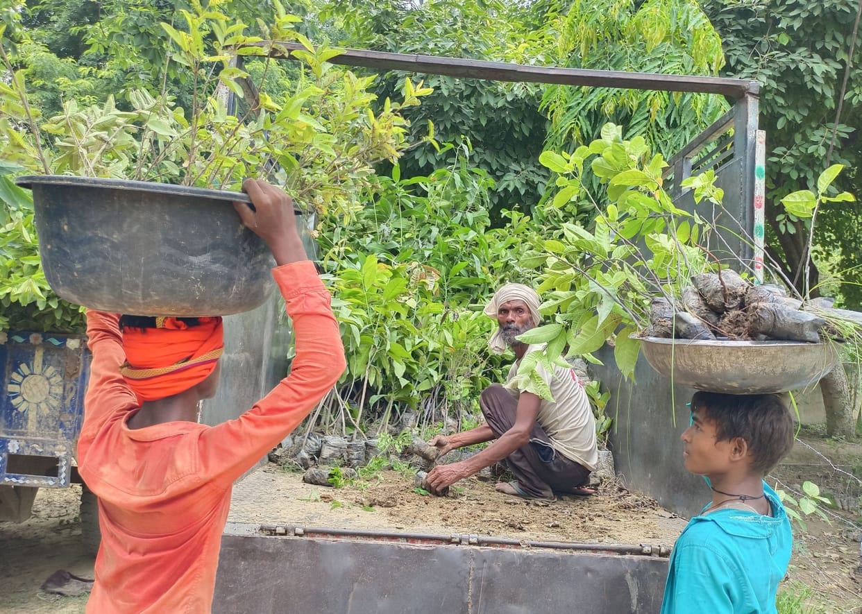 49.54 lakh saplings will be planted in the name of Hariyali for four days