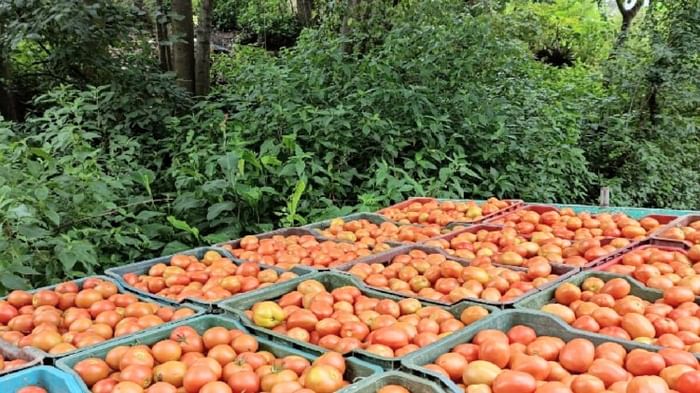 Tomato Price Hike: Low Production And Heatwave Raise Tomato Prices in Many Areas News in Hindi