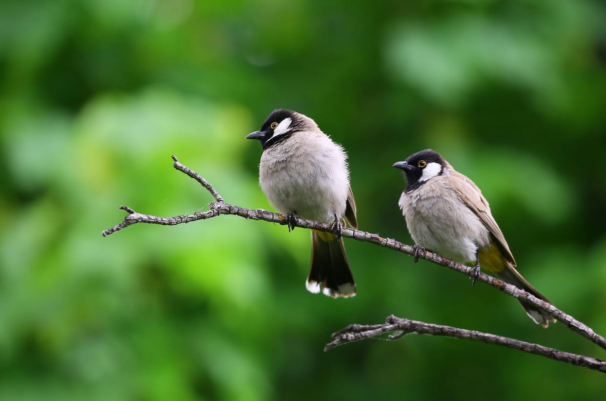 Pollution is also spoiling the health of animals and birds
