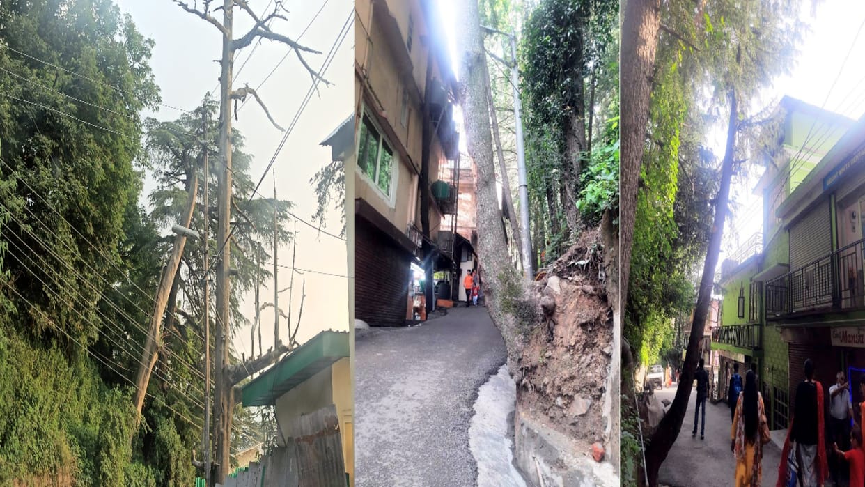 shimla, Tree committee dissolved: 250 trees are standing threatening people's homes