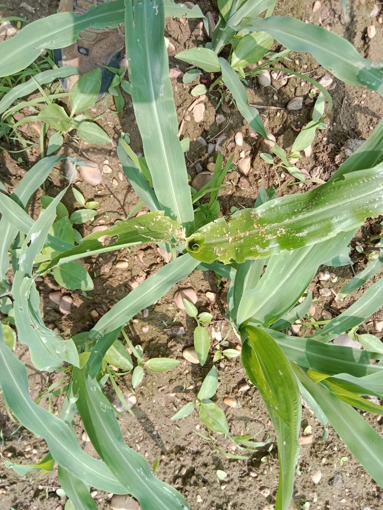 Insect attack on maize crop, department landed in the field