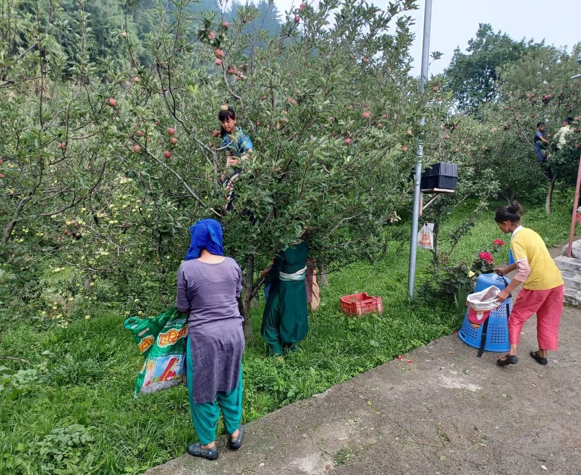 mandi news, himachal news apple season start, kamarughati, sabzi mandi soon