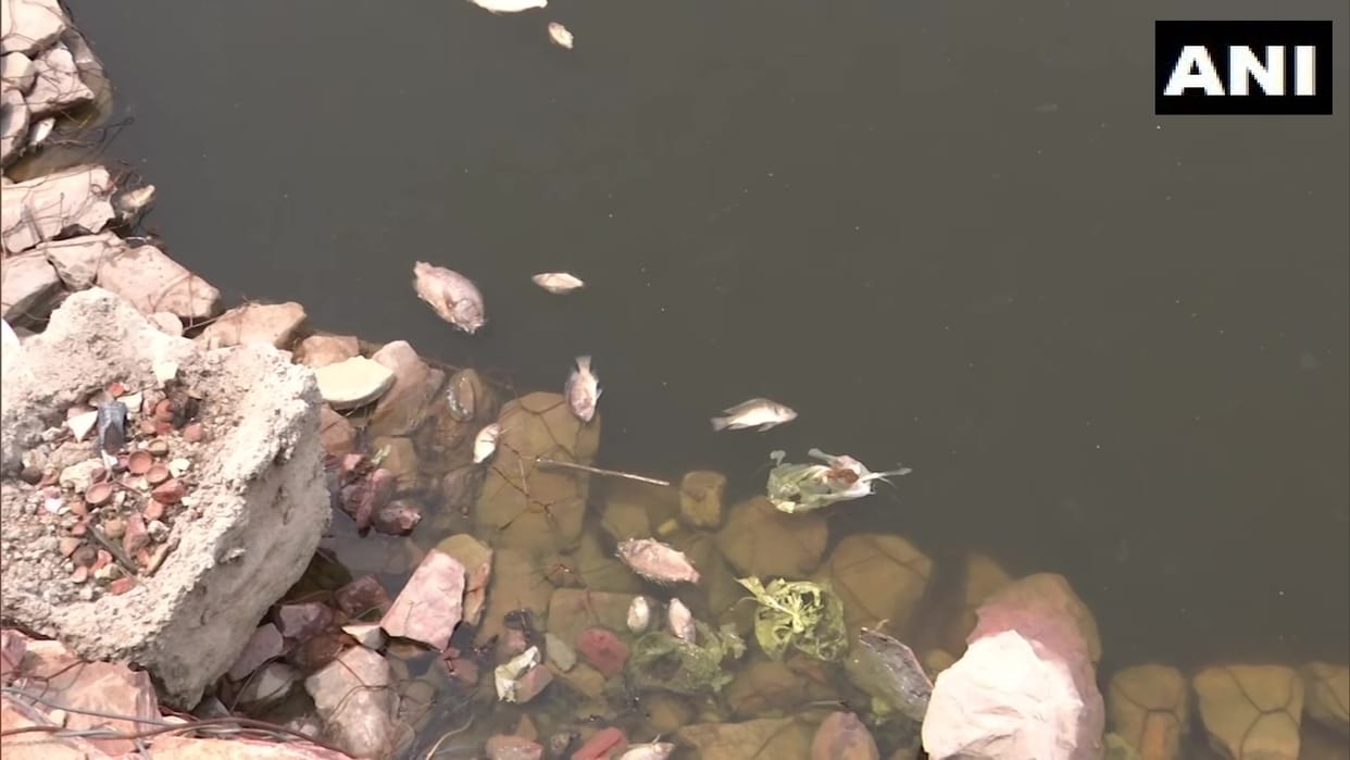 Delhi Fishes dying in pond and canal due to unknown reasons, villagers shocked