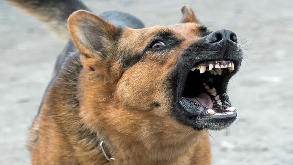 Pet dog foiled an ATM robbery in Jharkhand Hazaribag district, police said on Tuesday