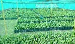 Forest department will plant 17 lakh saplings in the district as soon as it rains