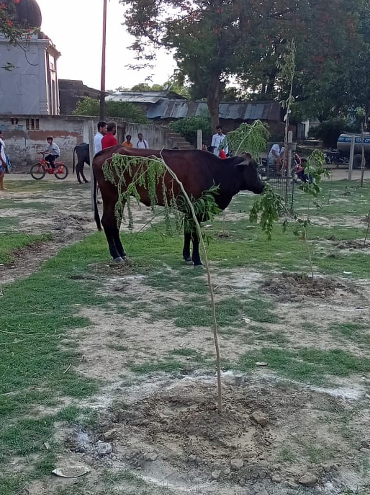 Plantation took place here, animals grazing there
