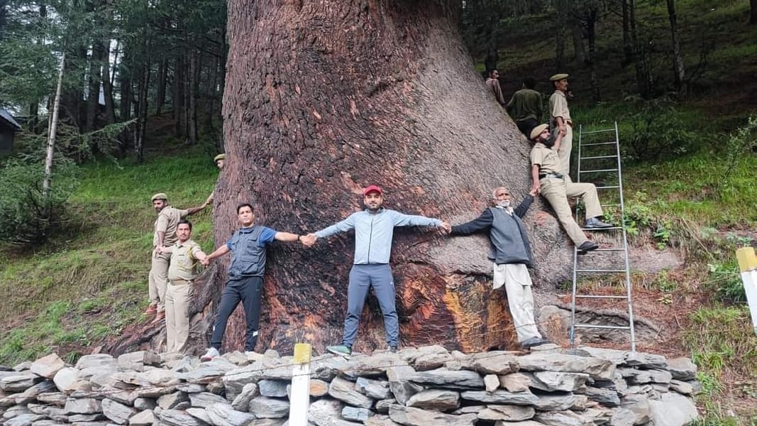 jammu kashmir Biggest Tree: Largest deodar with 10 m stem found in Bhaderwah jammu one of the thickest deodar in Asia