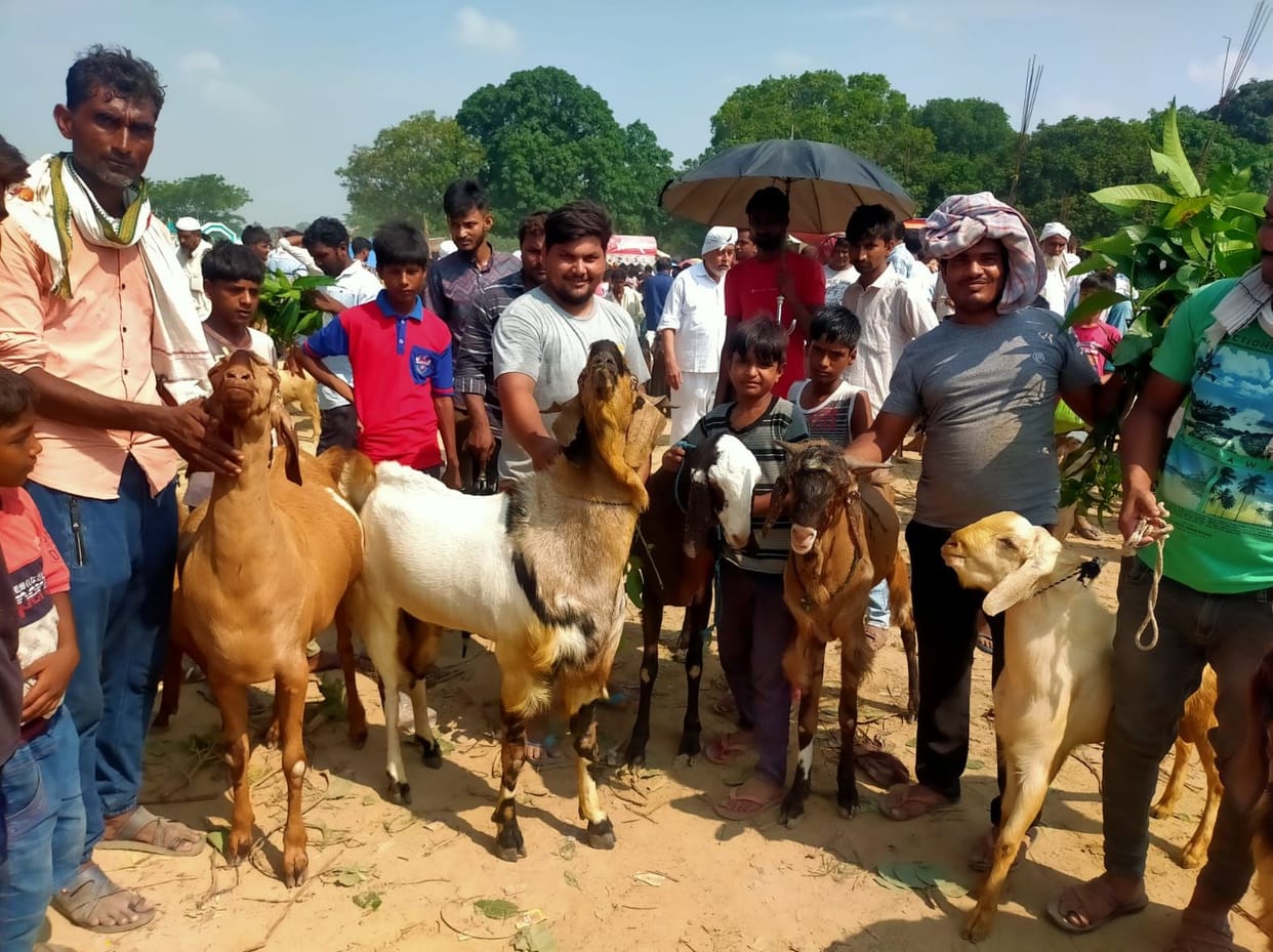 Goat sold a lot in Hallour's market