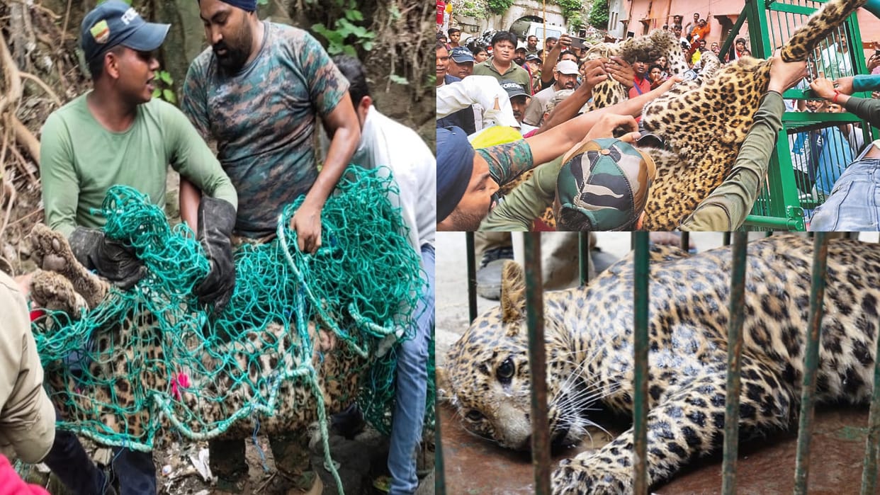 Guldar entered the settlement in Haridwar and Srinagar, See Photos