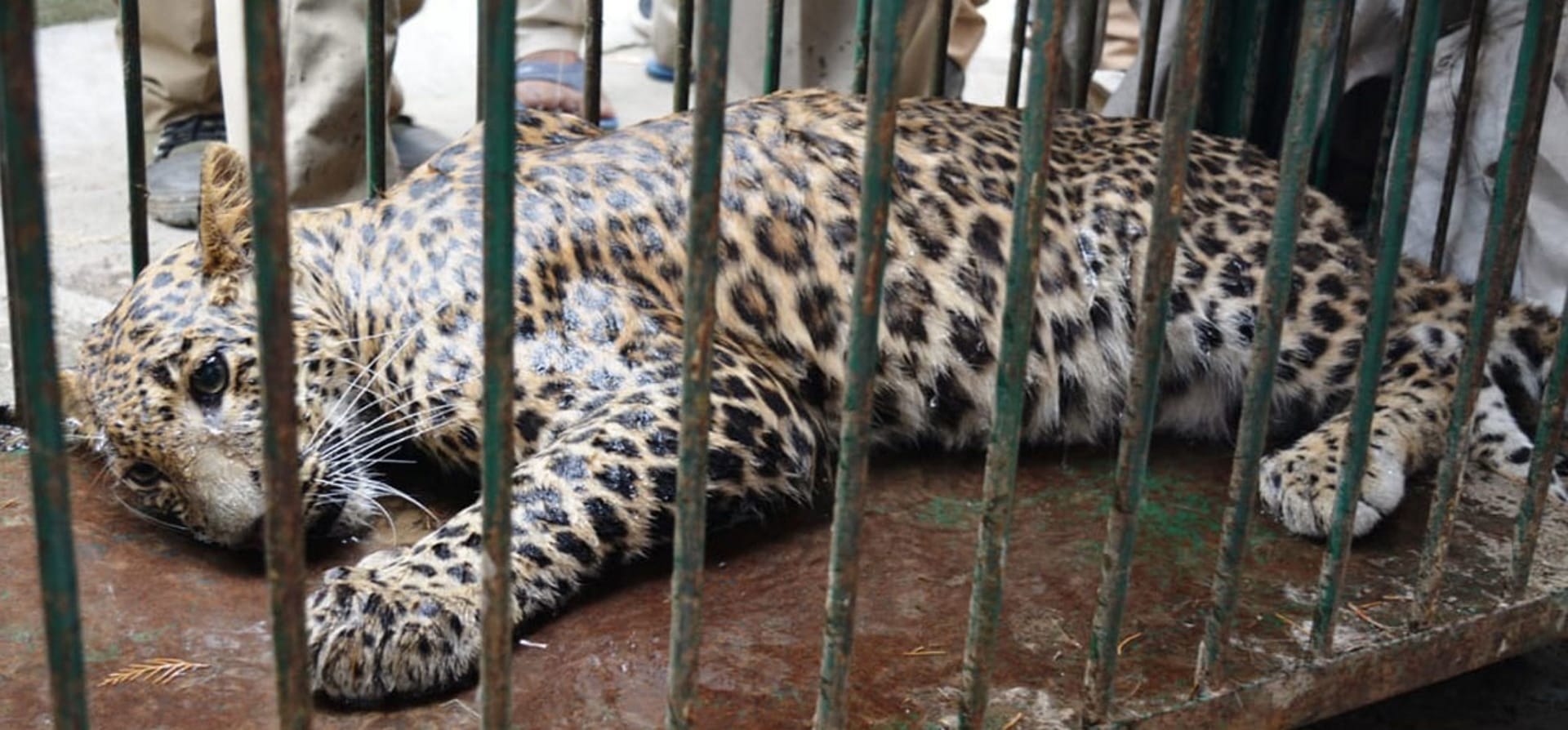 Guldar entered the settlement in Haridwar and Srinagar, See Photos