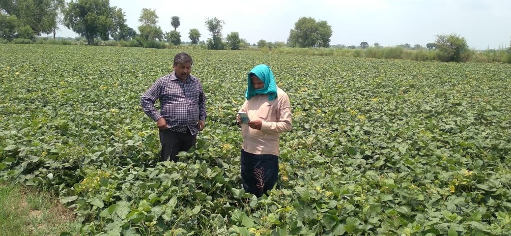 Hathras: The fruit did not come on the moong plant, the farmer asked for compensation