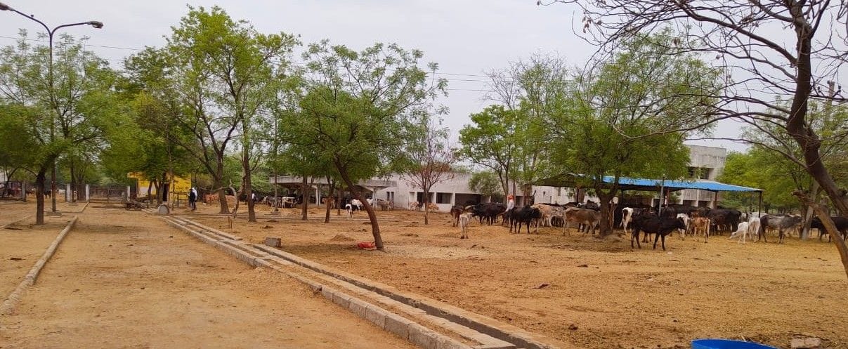 Hathras: 6.5 crore rupees sought from the government for the fodder of the cow