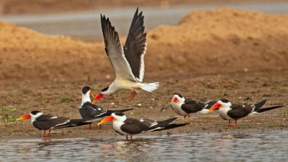 number of Indian skimmer bird increased in Chambal Sanctuary Agra