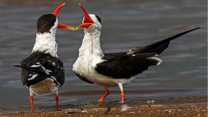 number of Indian skimmer bird increased in Chambal Sanctuary Agra