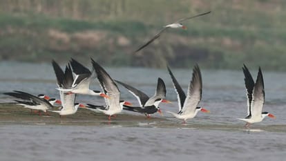 number of Indian skimmer bird increased in Chambal Sanctuary Agra