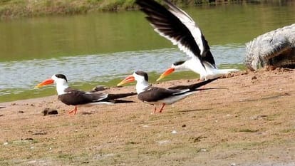 number of Indian skimmer bird increased in Chambal Sanctuary Agra