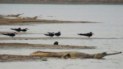 number of Indian skimmer bird increased in Chambal Sanctuary Agra