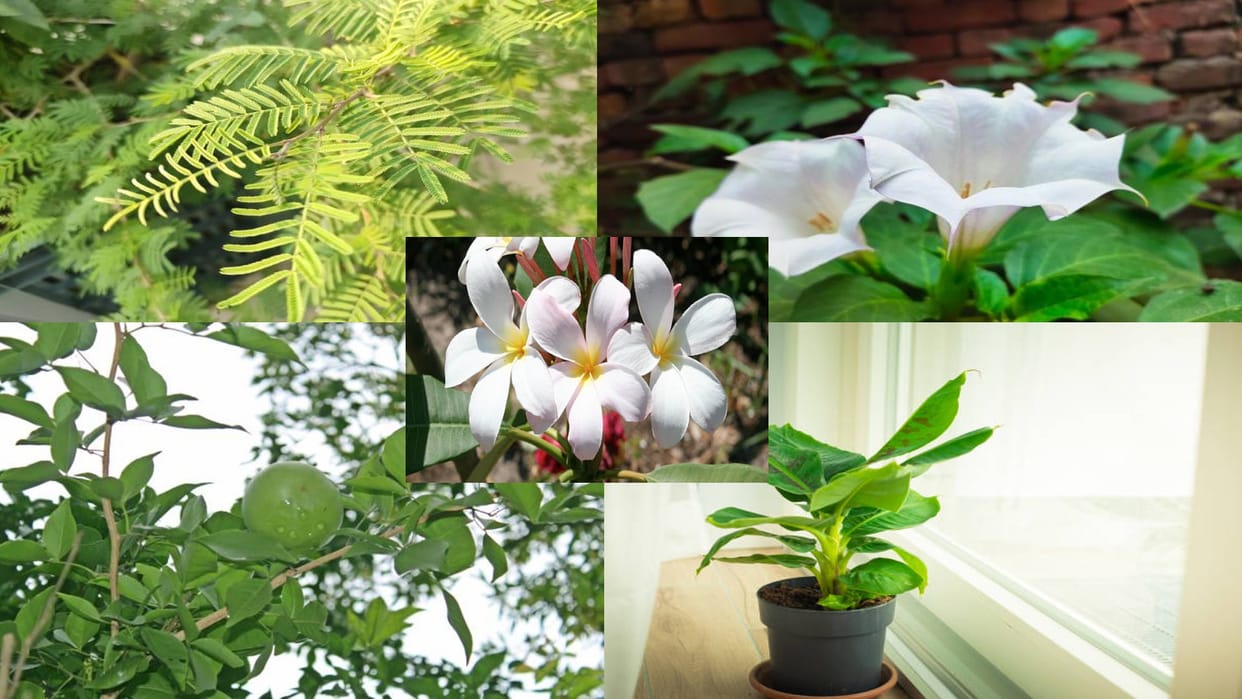 Sawan 2022 5 Lucky Plants For Home In Shravan Month Which Bring Money And Happiness In Hindi