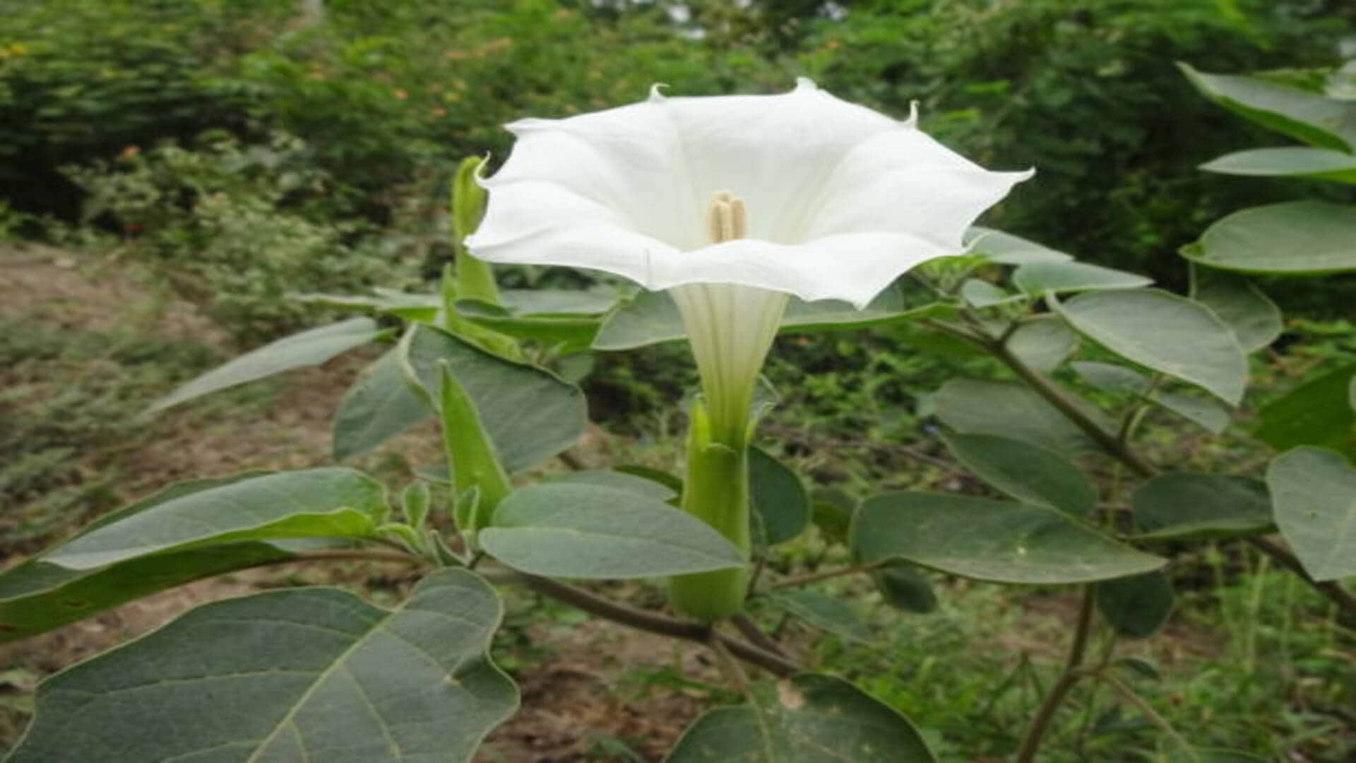 Sawan 2022 5 Lucky Plants For Home In Shravan Month Which Bring Money And Happiness In Hindi