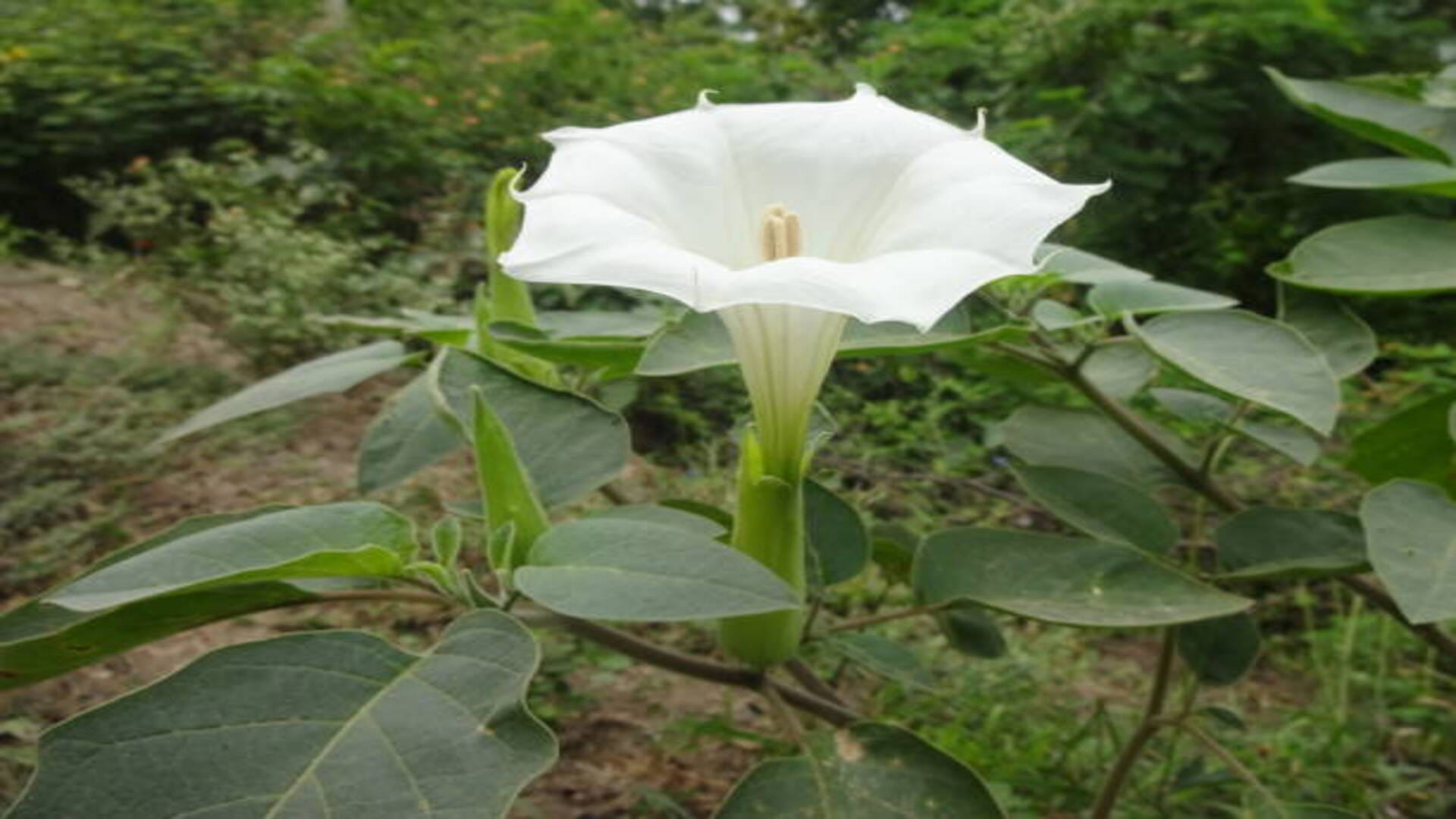 Sawan 2022 5 Lucky Plants For Home In Shravan Month Which Bring Money And Happiness In Hindi