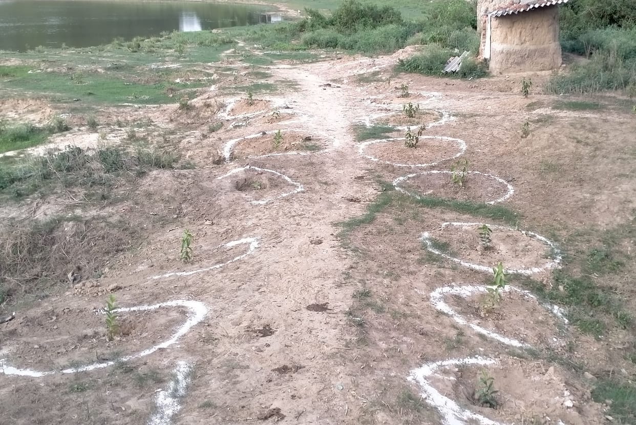 Plants withered before becoming a tree