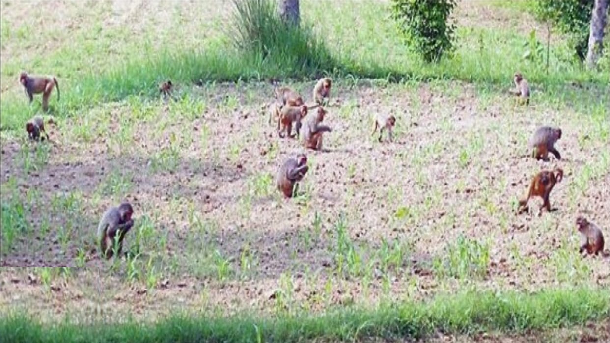 Many farmers in nurpur himachal stopped cultivating maize due to the threat of monkeys and unclaimed animals