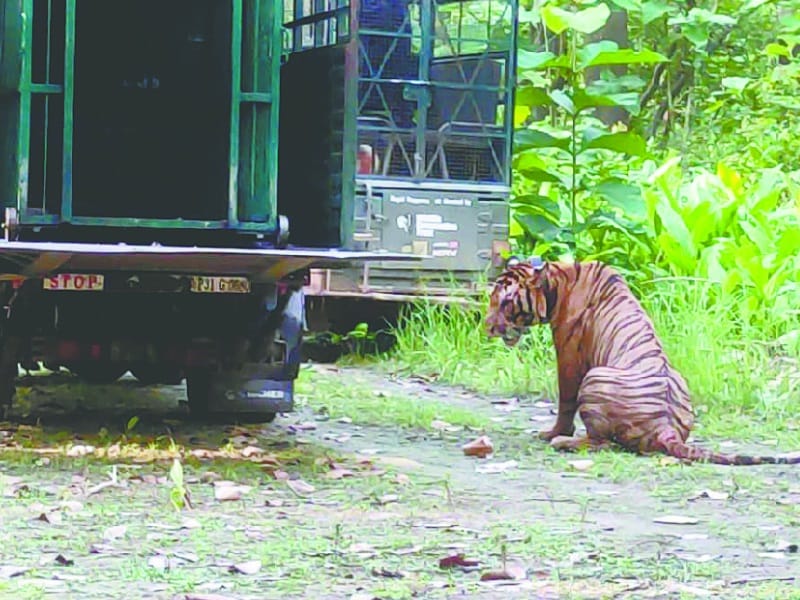 tiger released in jungle