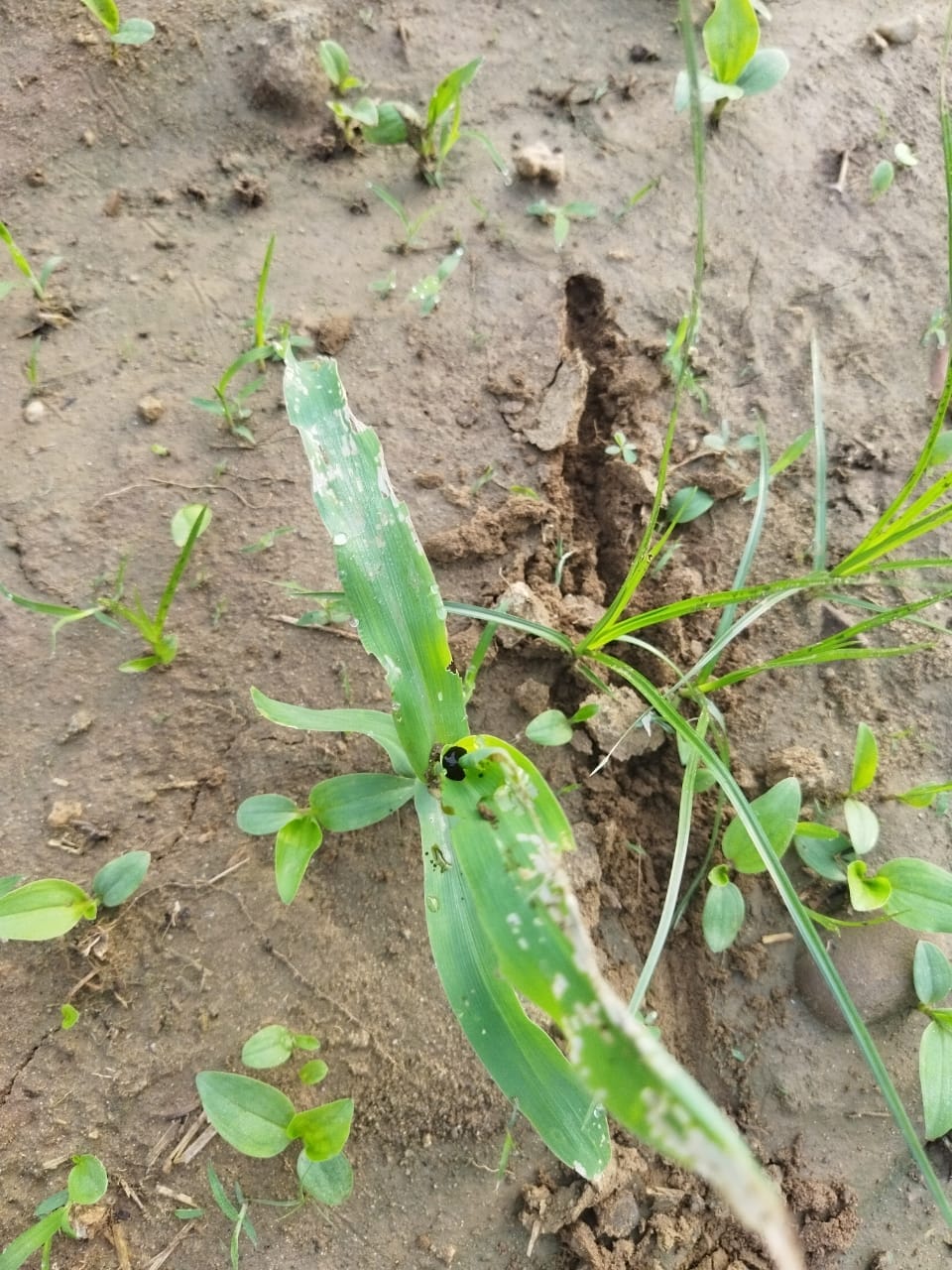 A few days after sowing, maize crop in the grip of fall army worm