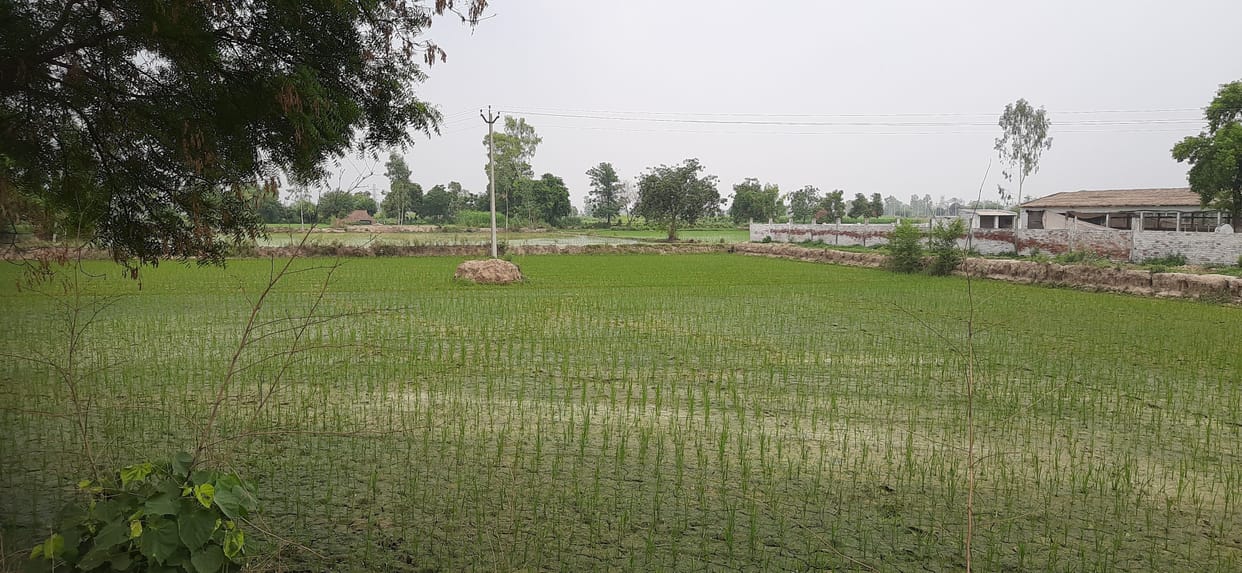 Whether the acreage of millet will increase or paddy will depend on rain