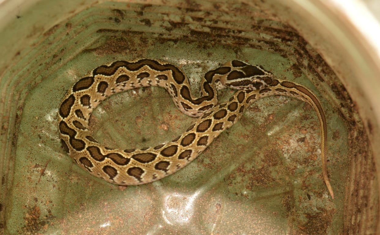 hardoi news, Woman bitten by snake, condition critical