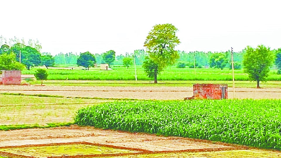 Wrong consolidation of 2106 acres of land in Hathwala village of Panipat district will be cancelled 