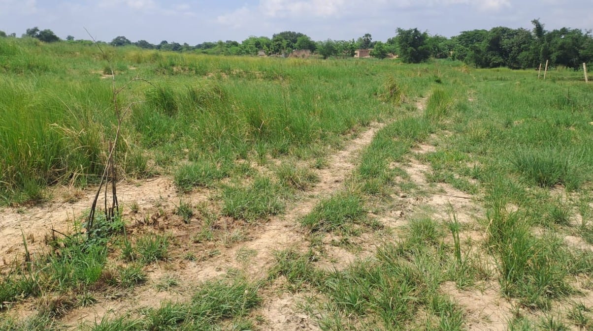 42 lakh saplings planted are now grown