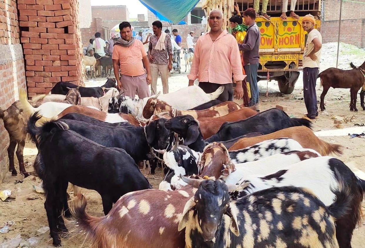 Goats worth 40 lakhs sold in a day for Bakrid