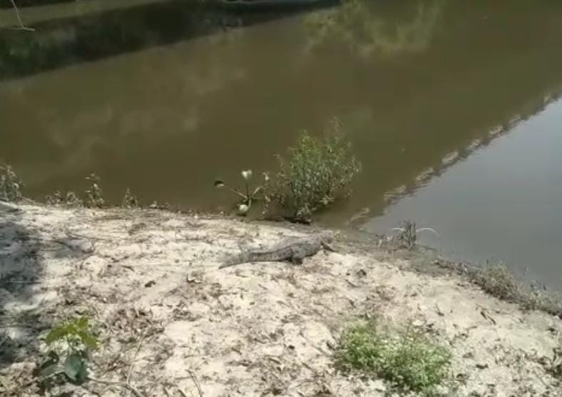 Crocodile reached the house after leaving the pond