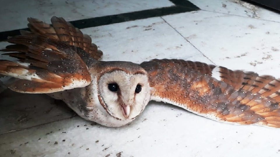 Wildlife SSO team successfully rescued 80 birds in two months in agra and mathura