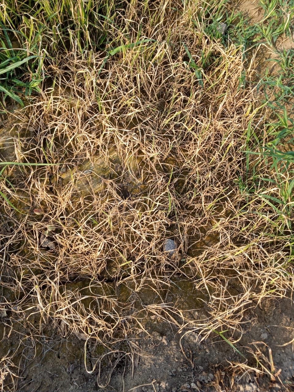 Paddy nursery drying up due to lack of rain, farmers worried