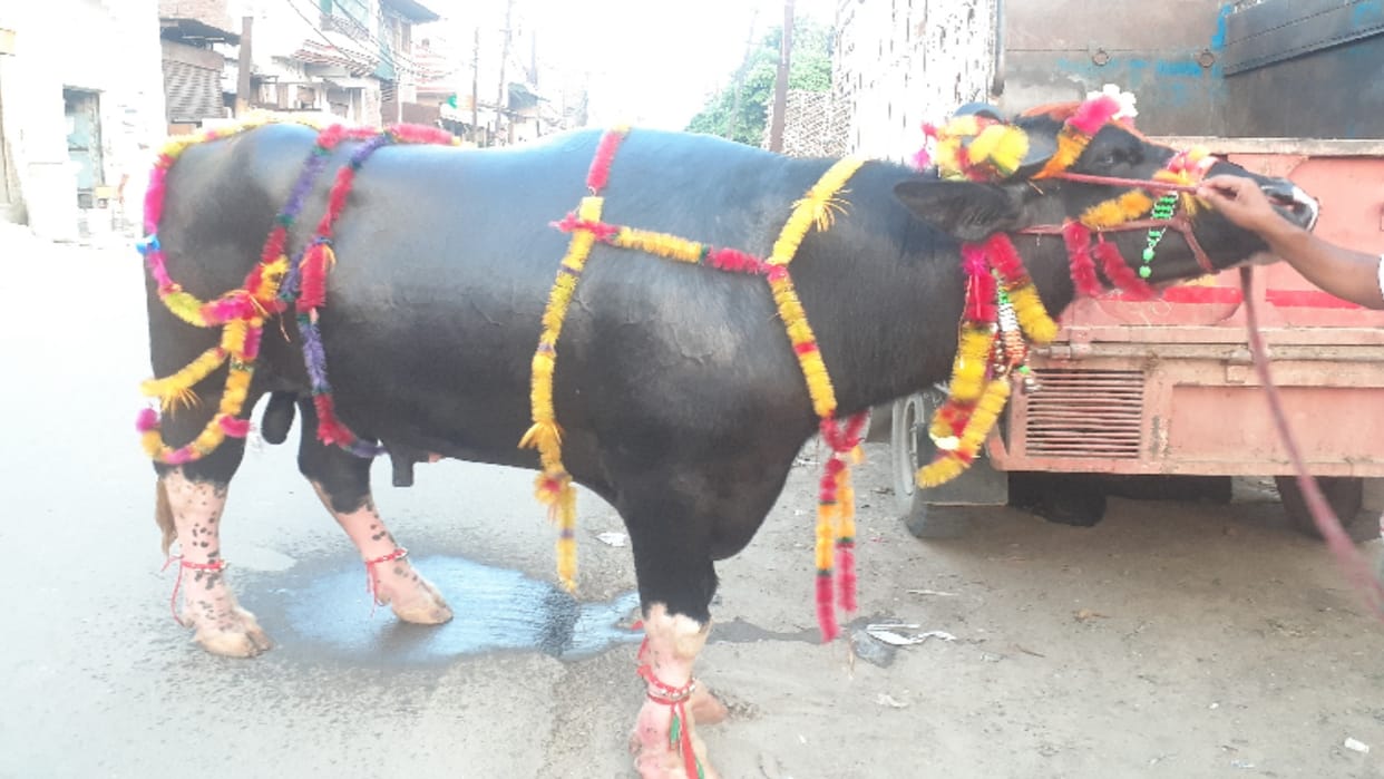 Ofiicer has imposed moratorium on inter-district and inter-state movement of animals till October 30