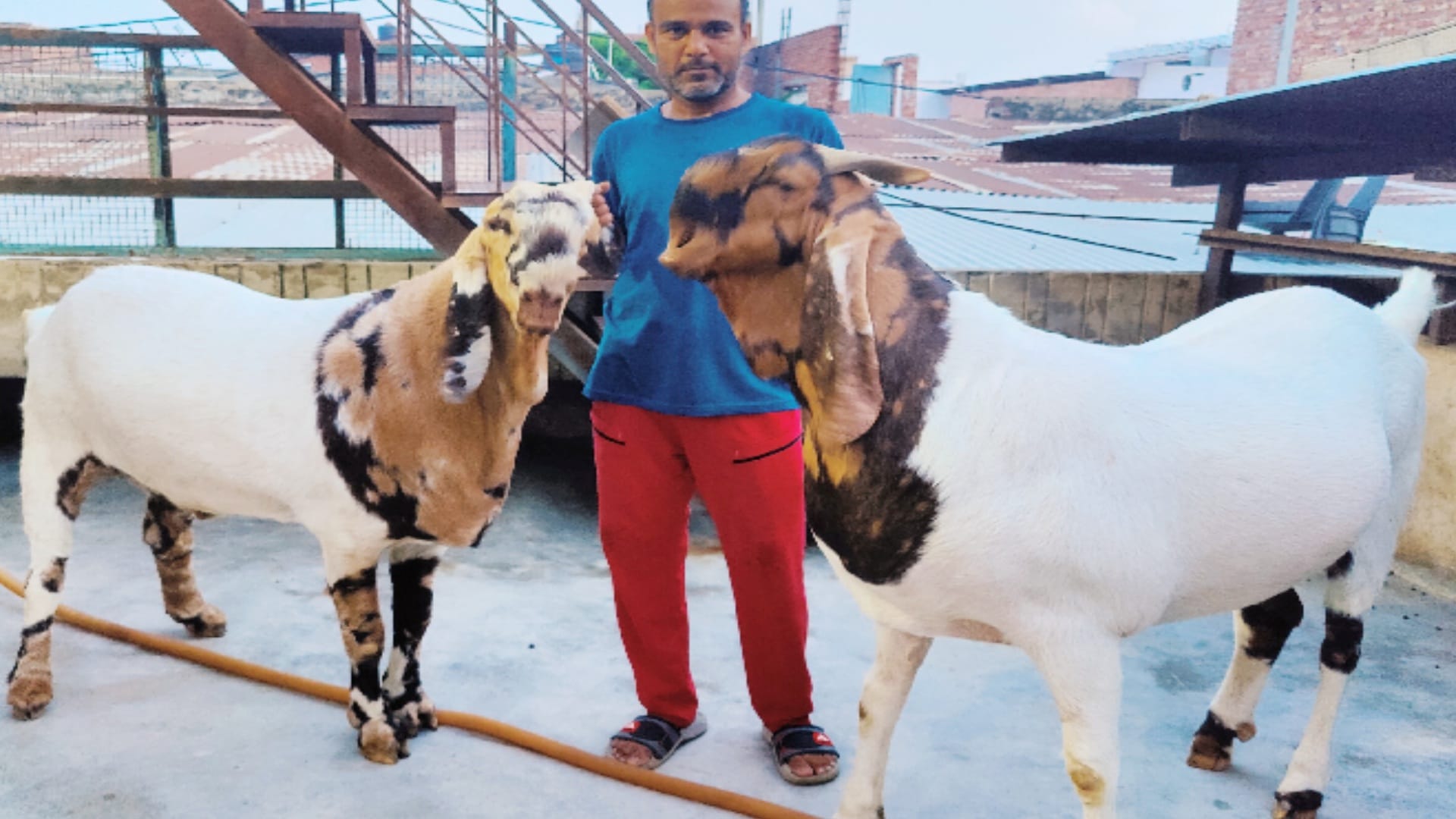 Eid-ul-azha 2022: Eyes and Feet white, Pakistani Sultan cost is for three lakhs, Baba and Nawab not even less