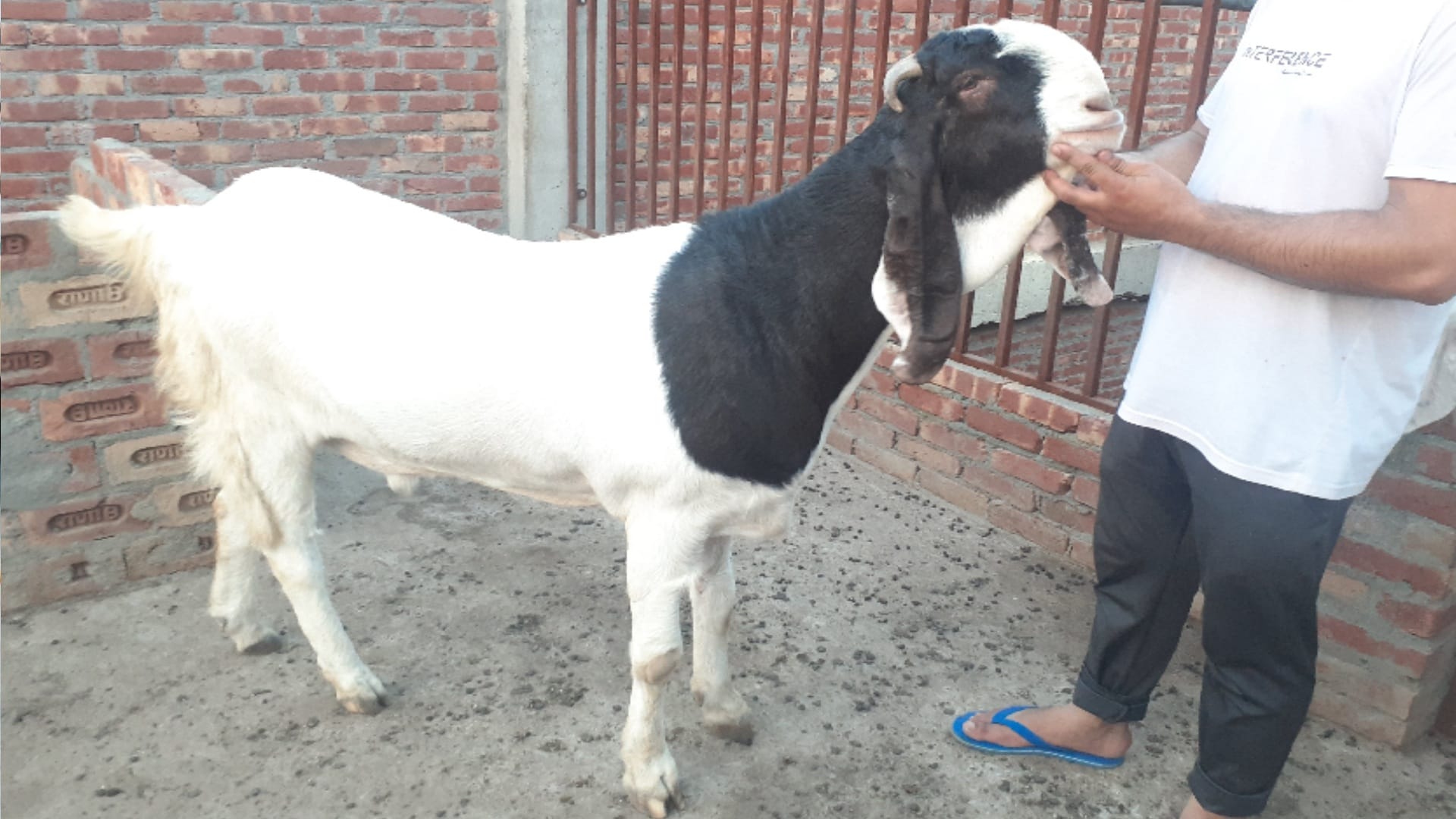Eid-ul-azha 2022: Eyes and Feet white, Pakistani Sultan cost is for three lakhs, Baba and Nawab not even less