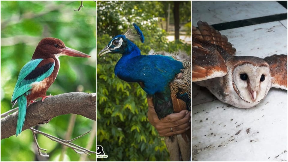 Wildlife SSO team successfully rescued 80 birds in two months in agra and mathura