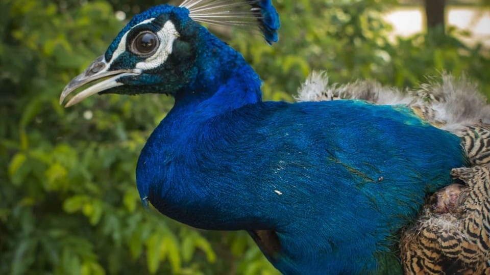 Wildlife SSO team successfully rescued 80 birds in two months in agra and mathura