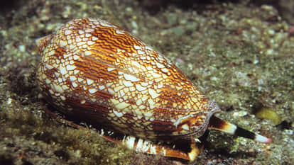 Know Which Is Most Venomous Creature In The World News In Hindi