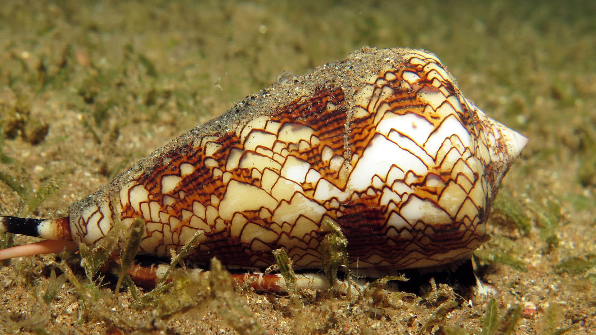 Know Which Is Most Venomous Creature In The World News In Hindi