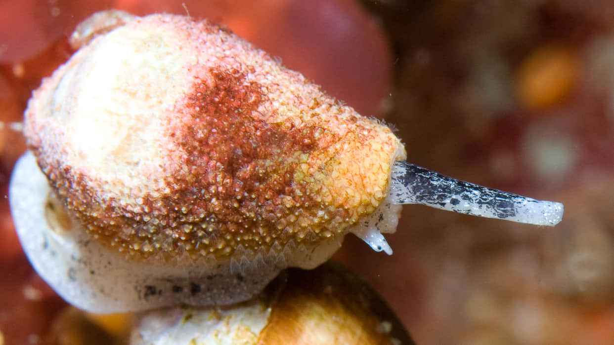 World Most Poisonous Creatures Know These 5 Most Poisonous Creature in the World Man can Die Instantly by their Bitting